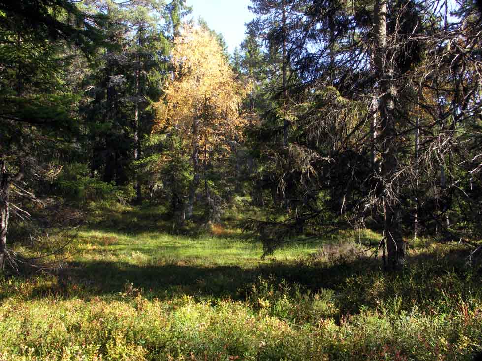 Danshallsmyren, nära gammal bosättning, Kojkilan