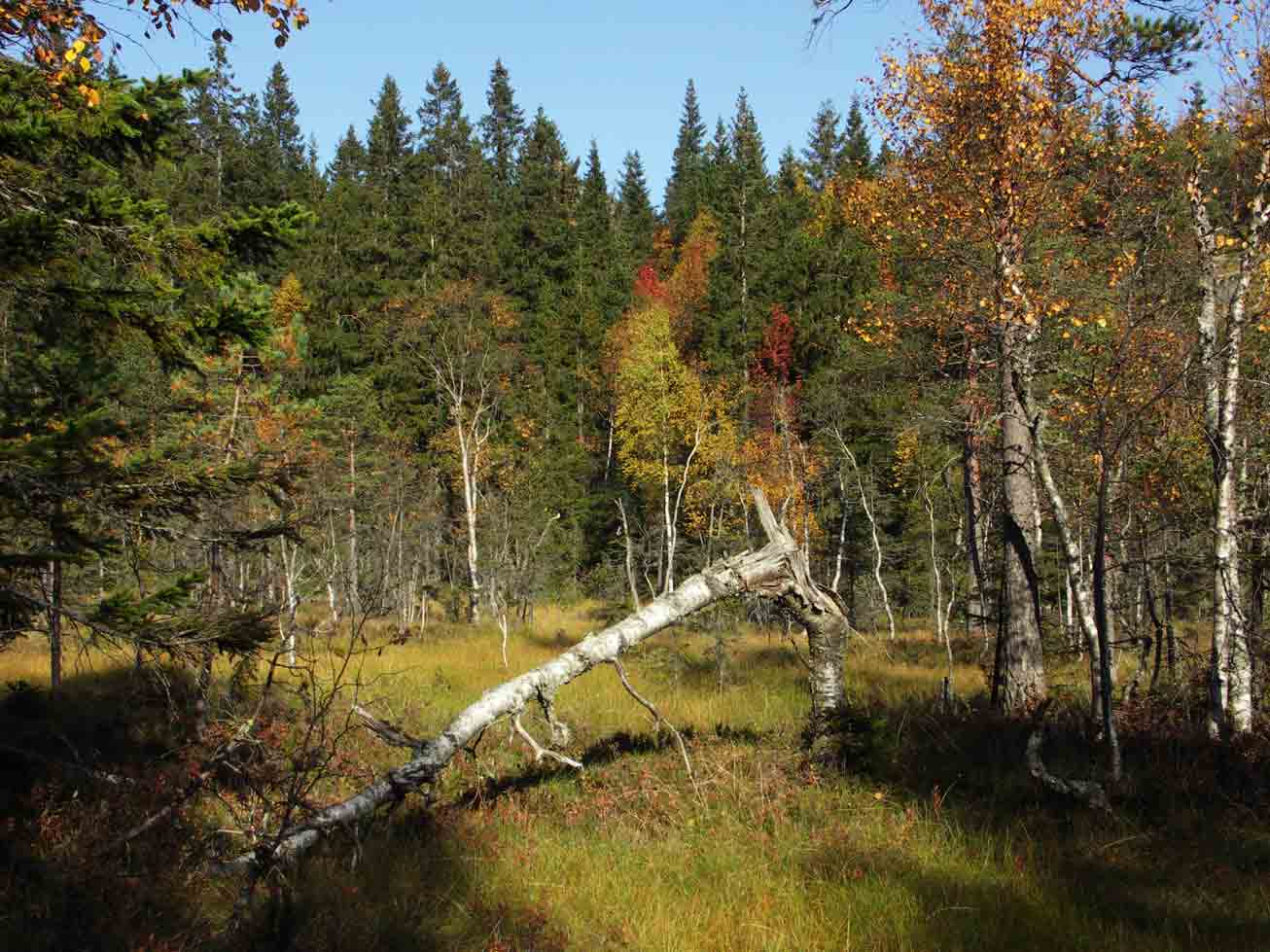 Danshallsmyren, vid noppikullen