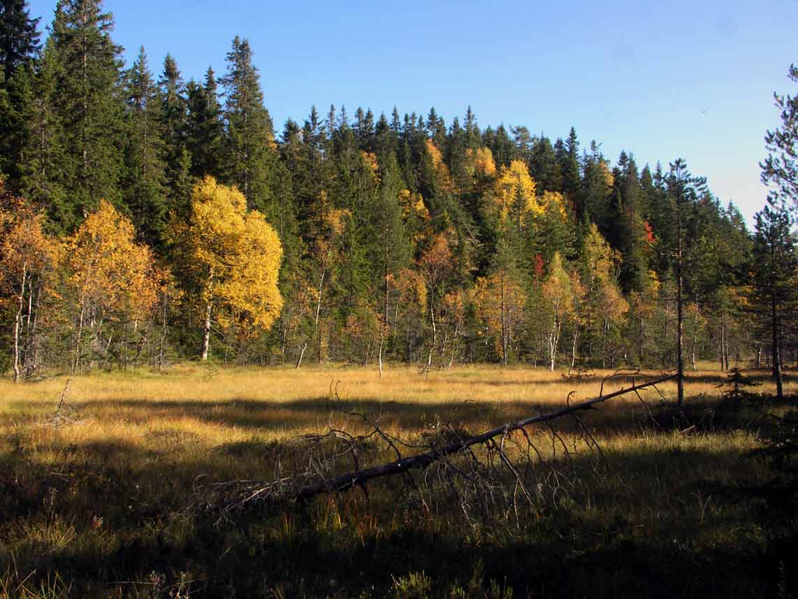 Danshallmyren, vid noppikullen