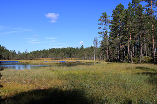 Særkilamp