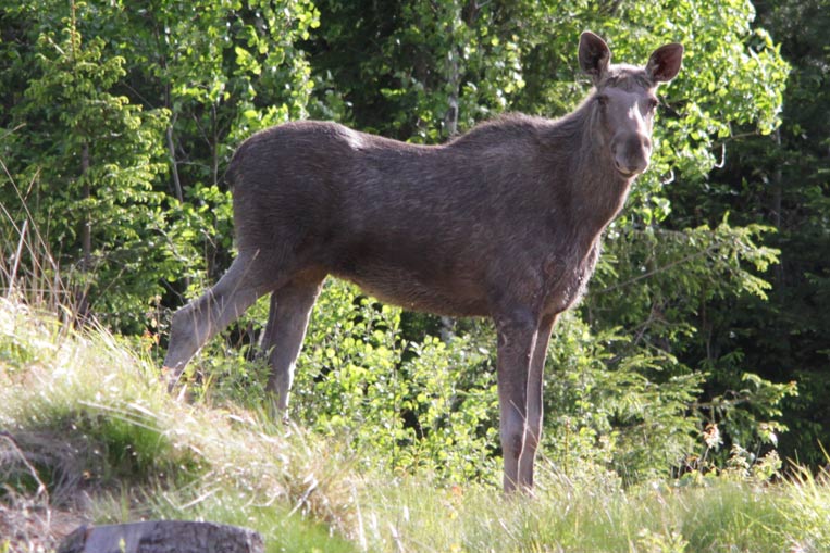 älgko