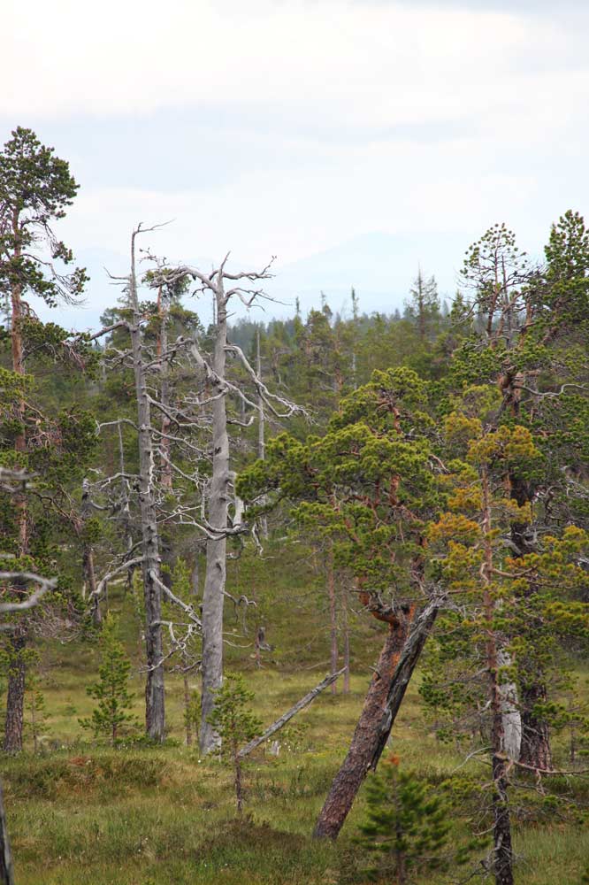 fjällurskog