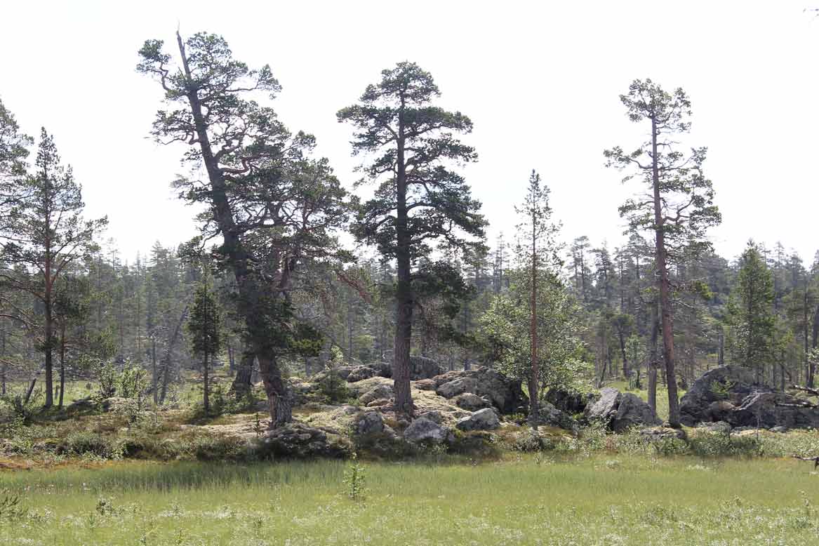 tallurskog dalarna