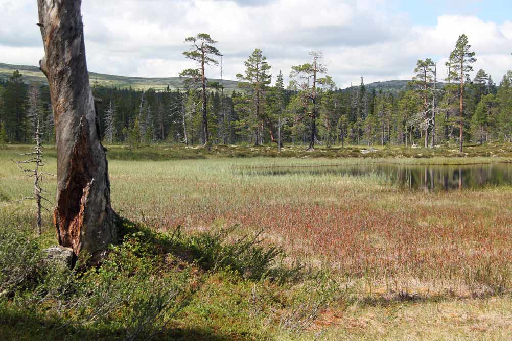 drevfjället