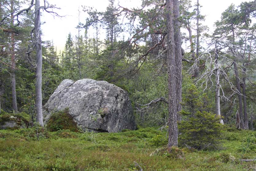 urskog