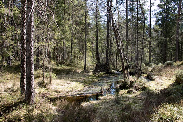 naturskog