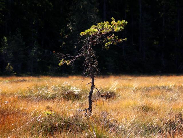 Glaskogen Pilso