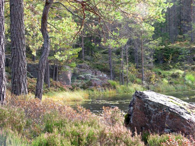 Glaskogen Rödvattensberget