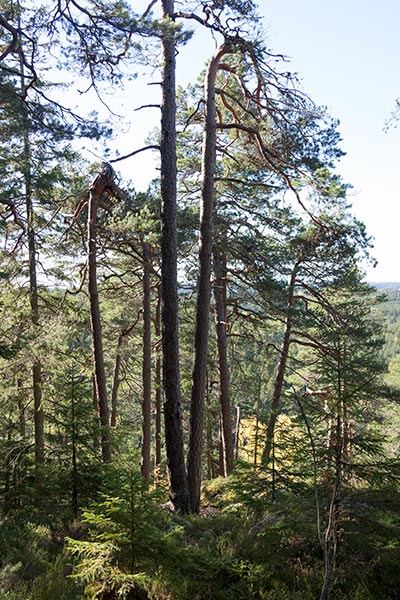 rödvattensberget