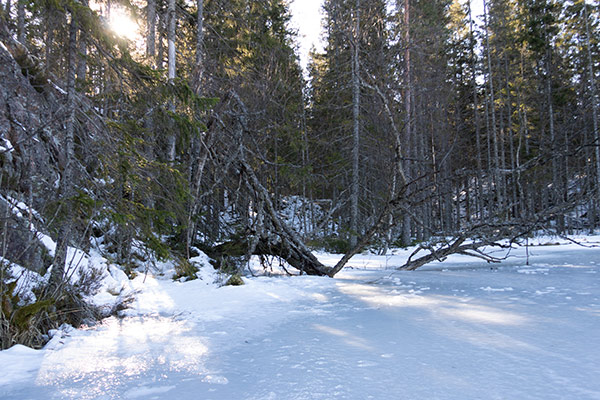 naturskog