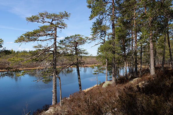 glaskogen