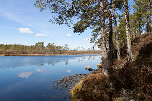 glaskogen