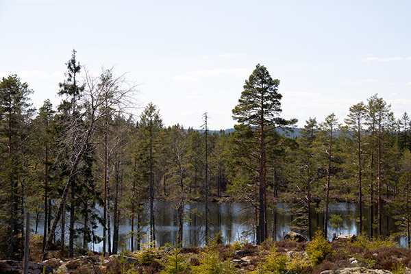 glaskogen