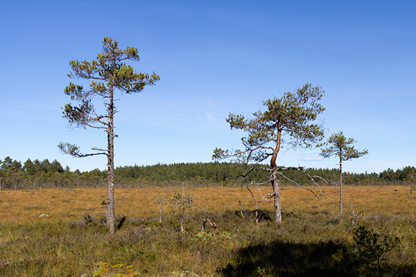 rödvattsmossen