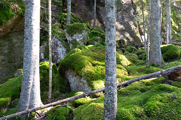 glaskogen