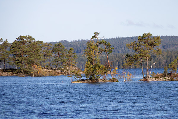 dammarna glaskogen