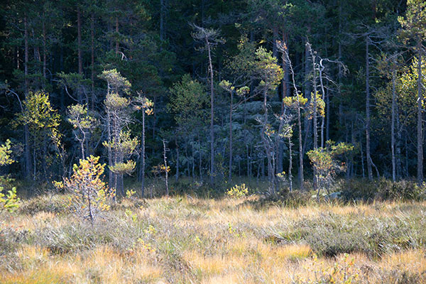 glaskogen
