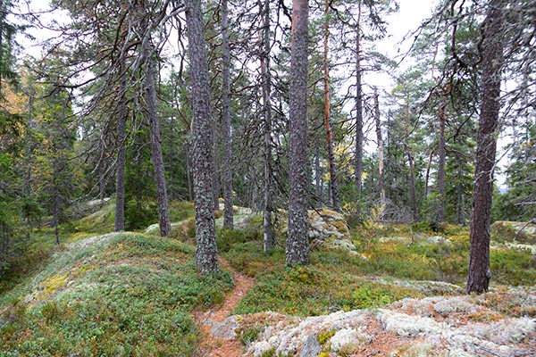 glaskogen