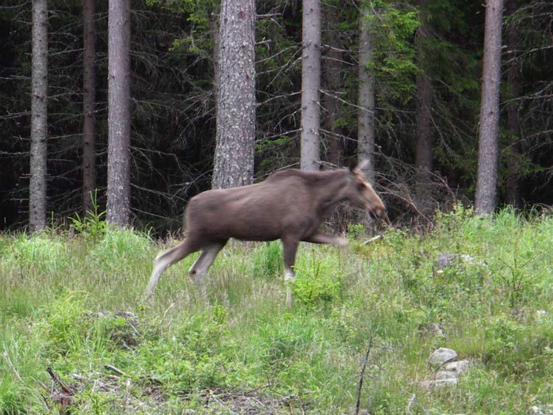 Älg glaskogen