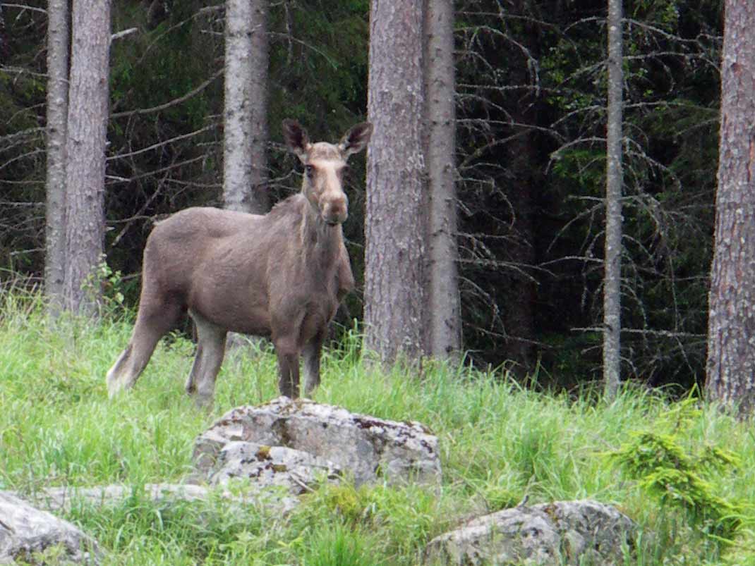 Älg på hygge