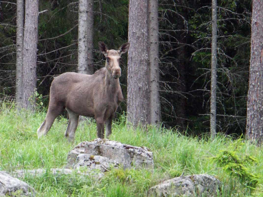 Älg på hygge