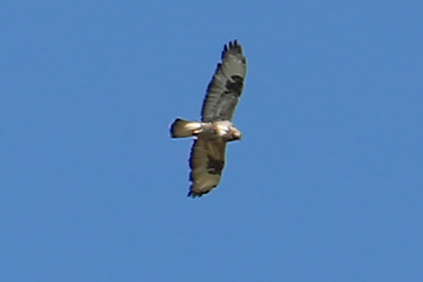 fjällvråk