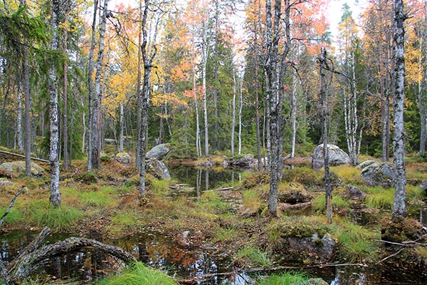aspbestånd