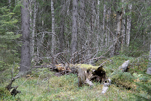 gransumpskog