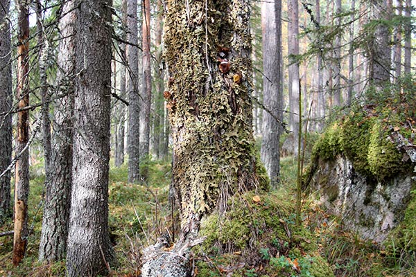 havsvalladalen