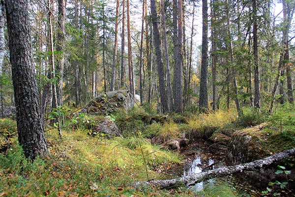 sumpskog