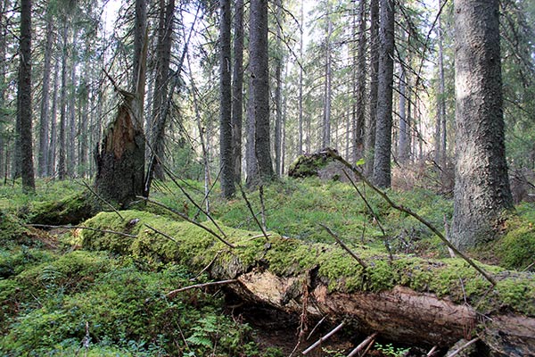naturskog