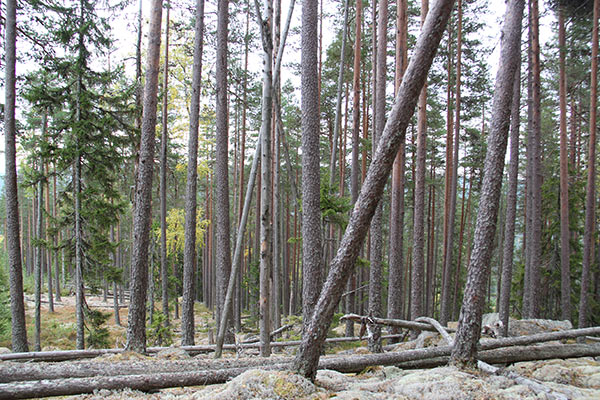 skärknipen