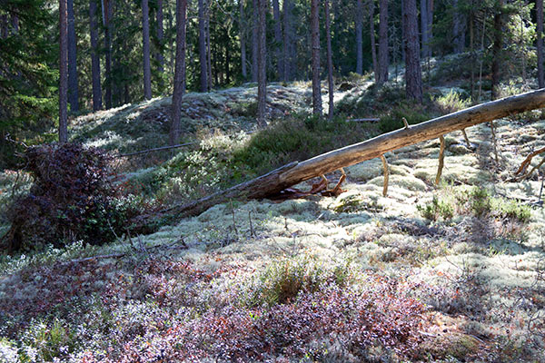 högerud