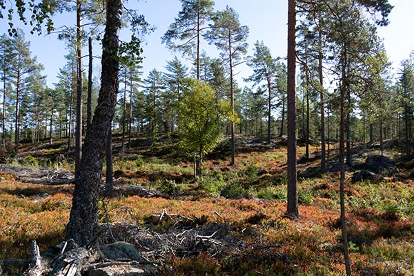 blädning tall