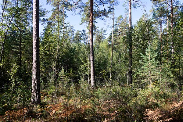frötall