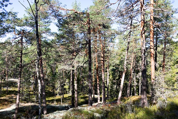 kullefjället