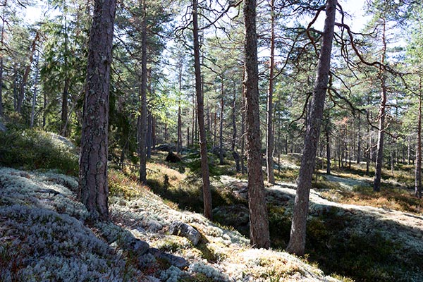 kullefjället