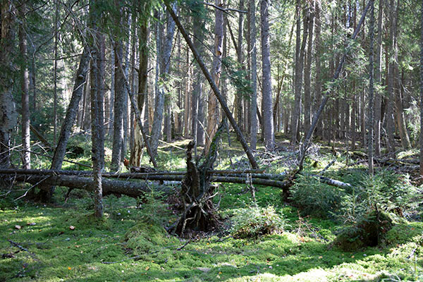 sumpskog