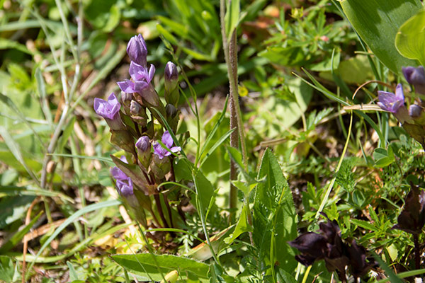 fältgentiana