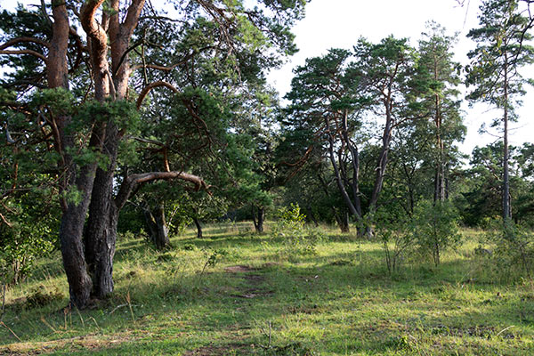 kinnekulle