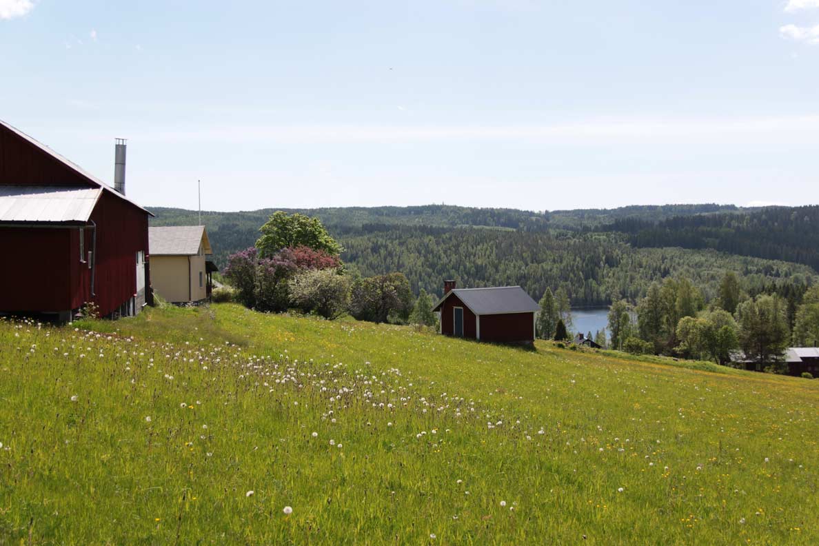 gräsmark