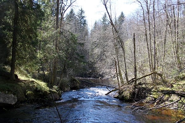 lungälven