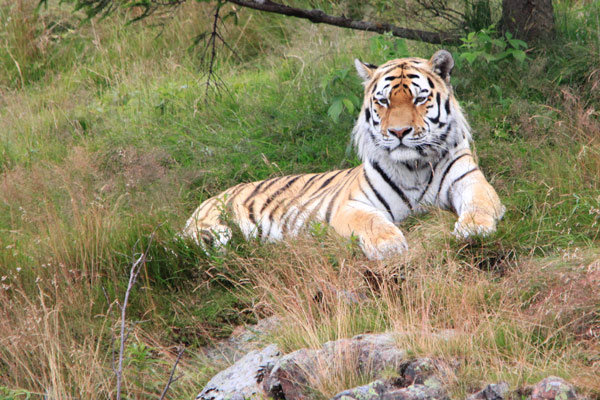amurtiger