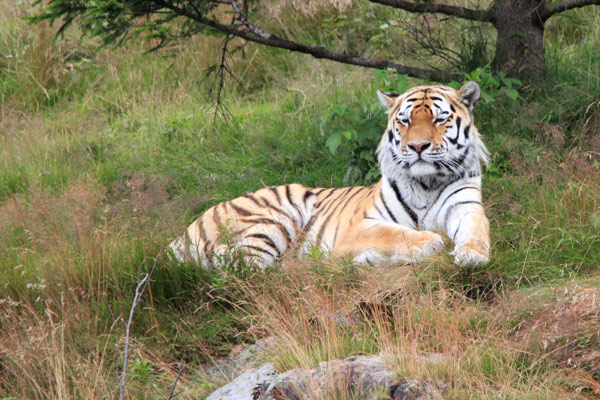 amurtiger