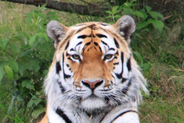 tiger