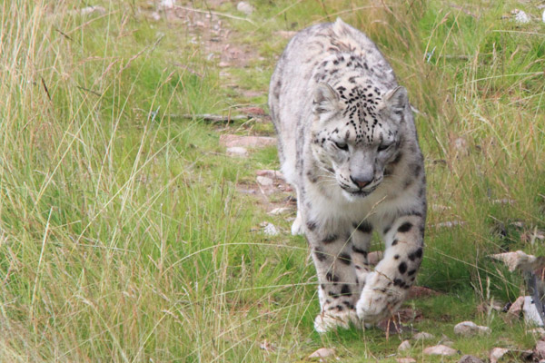 leopard