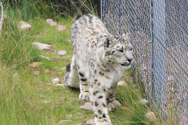 snöleopard