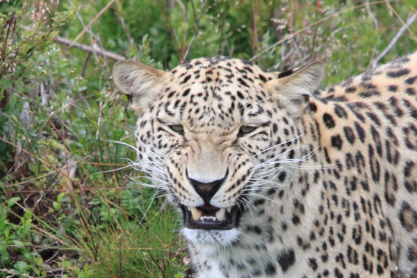 leopard
