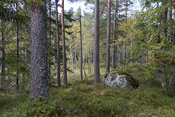 naturskog