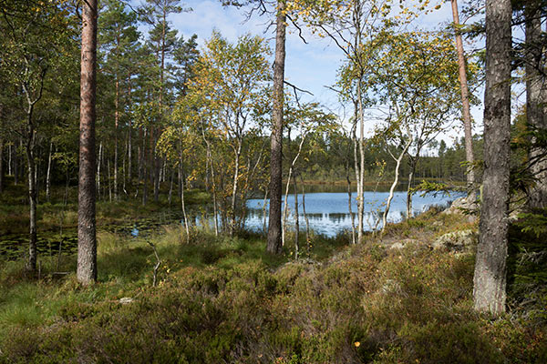 ösjöskogen